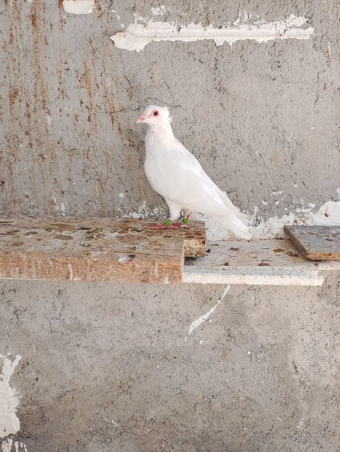 یهودی . پلاکی کاکل|پرنده|مهر, |دیوار