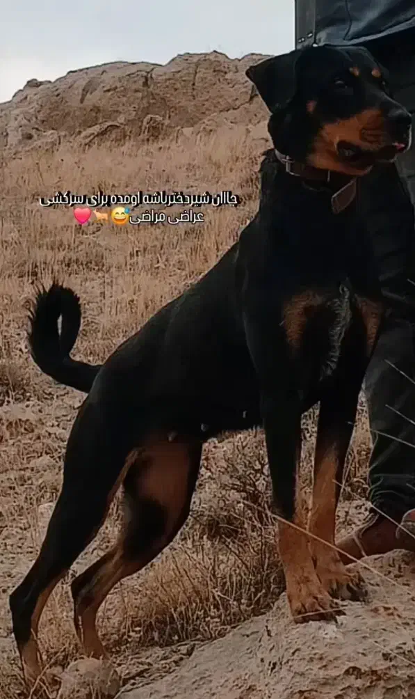 واگذاری روتوایلر|سگ|ری, دولتآباد|دیوار