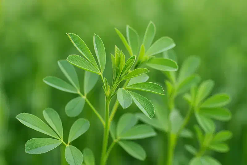 پرس یونجه|حراج|گلپایگان, |دیوار