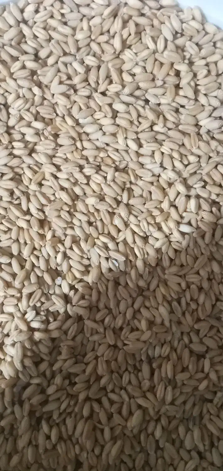 گندم بذری بوجار شده|عمده‌فروشی|شاهنجرین, |دیوار