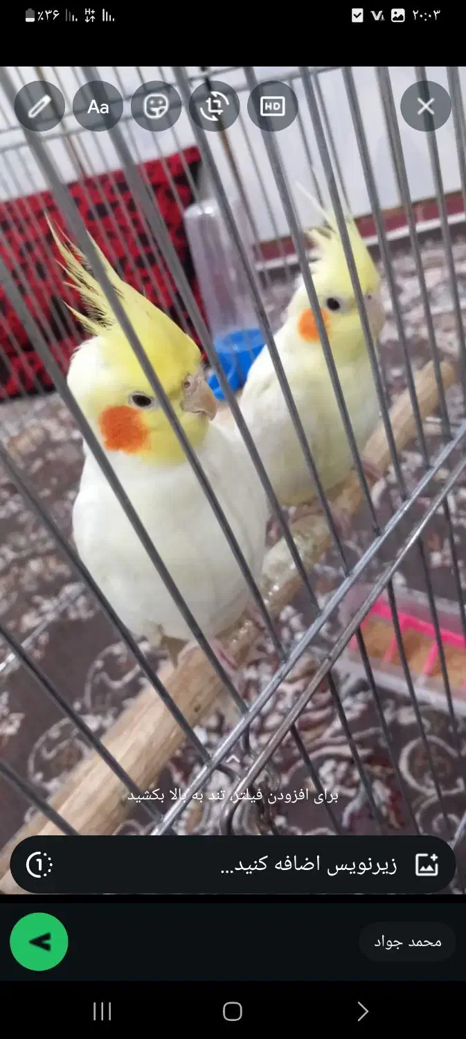 عروس هلندی|پرنده|خزل, |دیوار