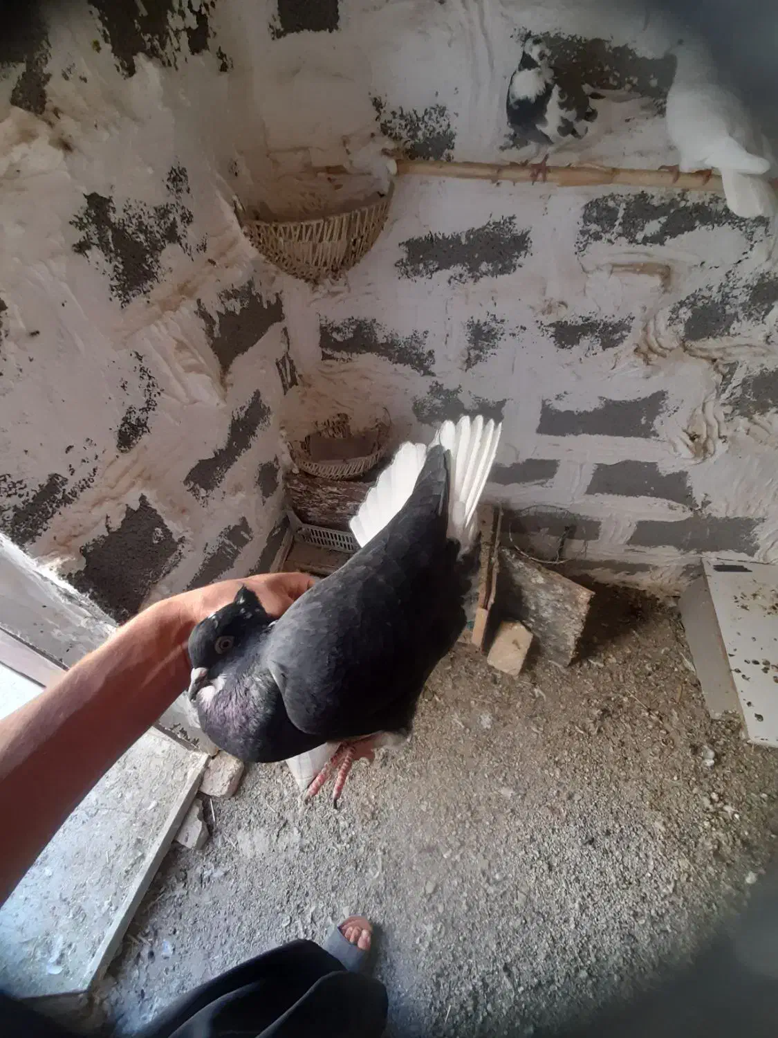 کبوتر زاغ دم سفید ماده|پرنده|ایلام, |دیوار