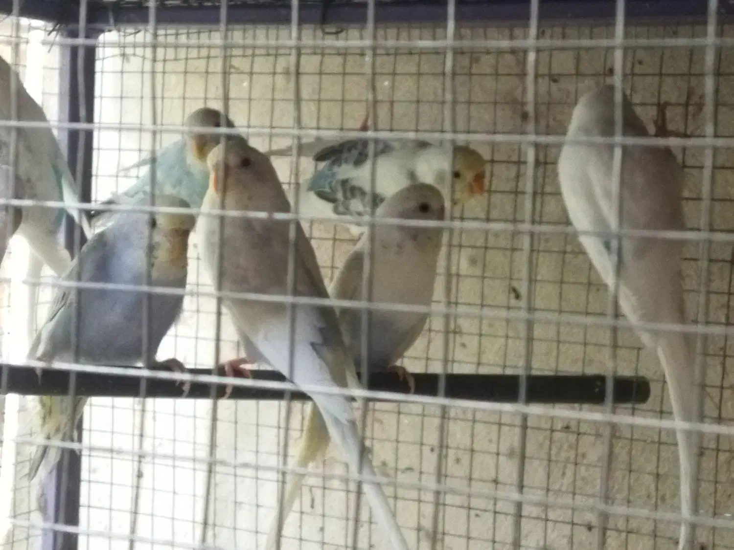 مرغ عشق|پرنده|کردیان, |دیوار