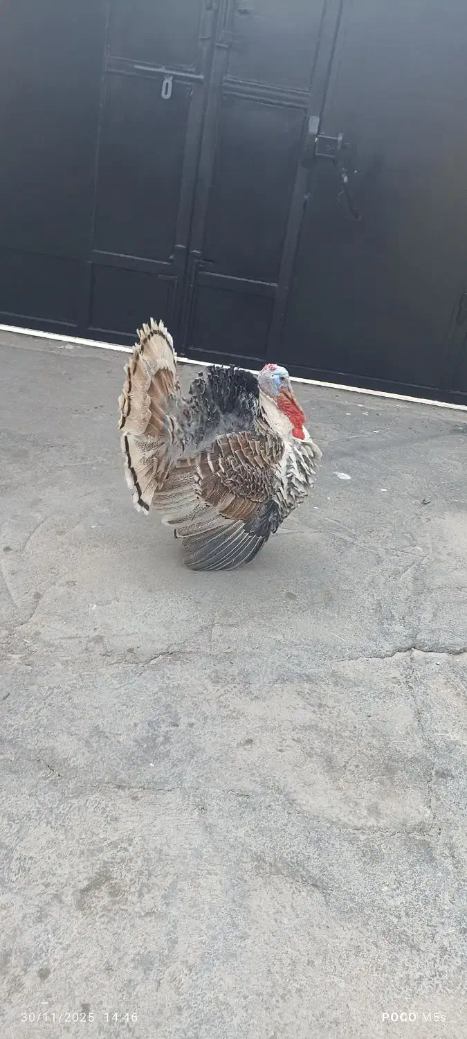 بوقلمون نر و ماده|حیوانات مزرعه|دزفول, |دیوار