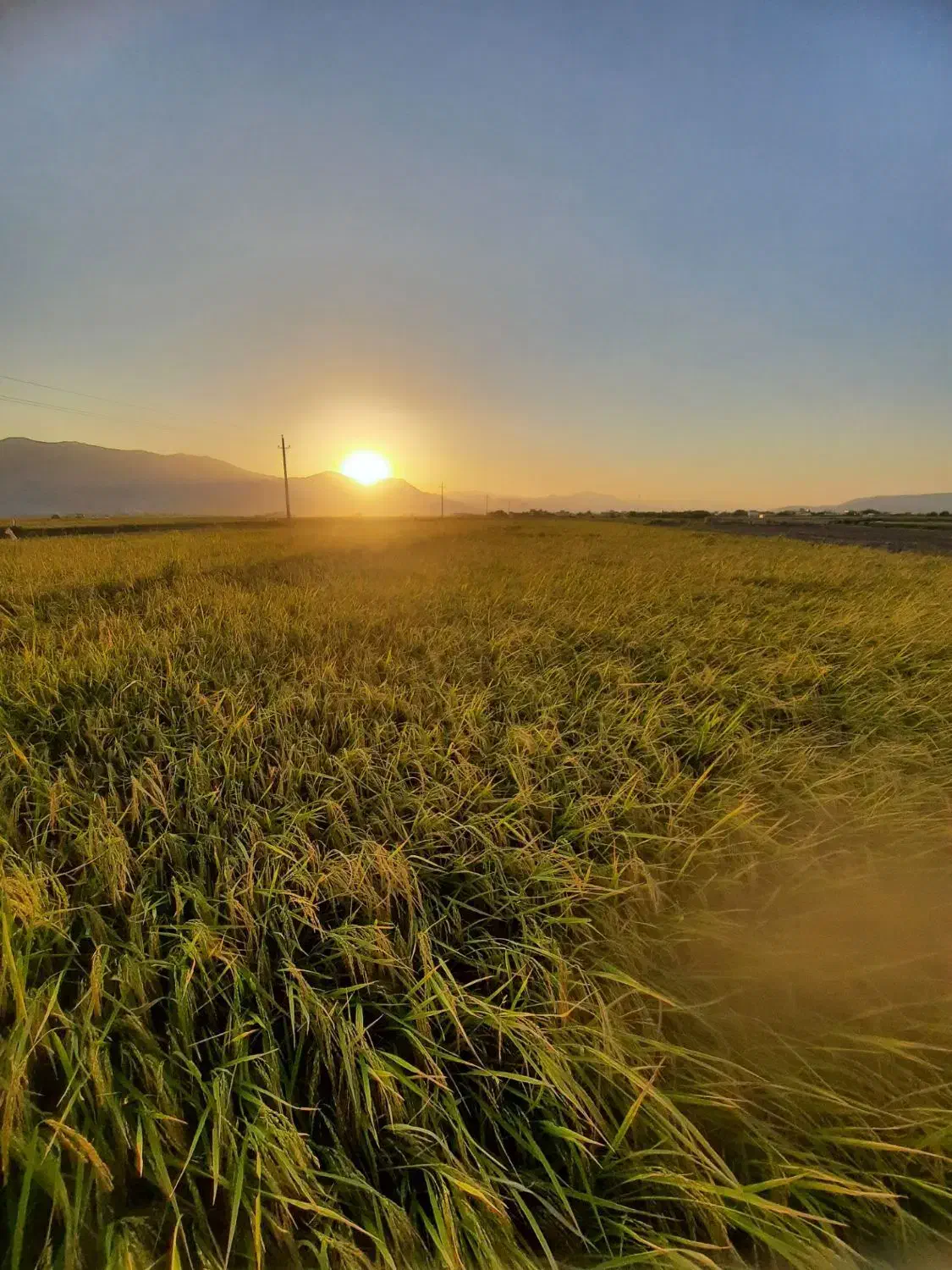 برنج محلی طارم صدری|خوردنی و آشامیدنی|دورود, |دیوار