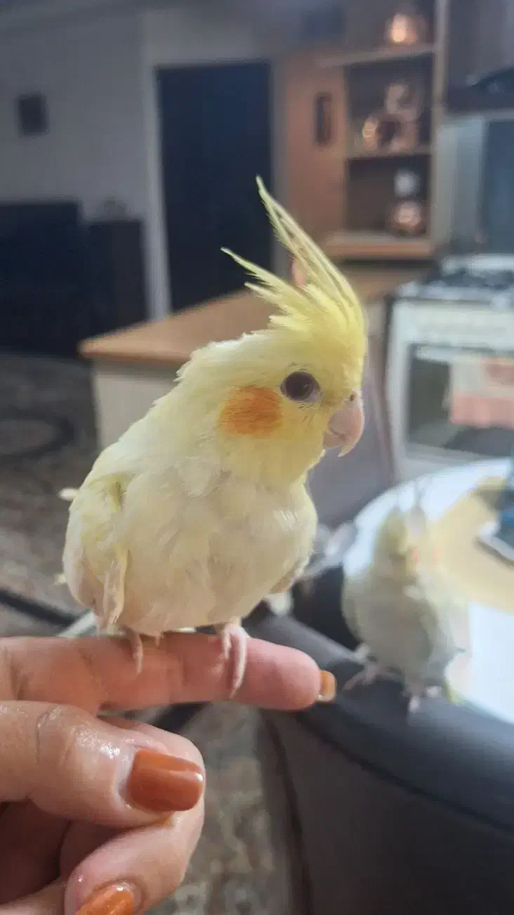 عروس هلندی رام|پرنده|محمدشهر, همایون ویلا|دیوار