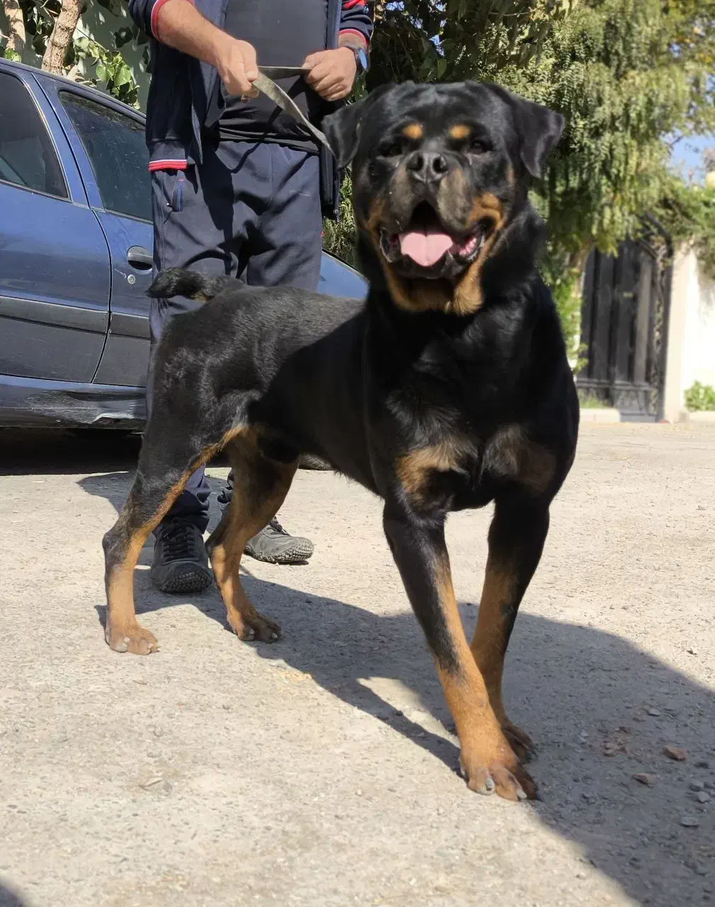 روت وایلر اصیل|سگ|کرج, جهان‌شهر|دیوار