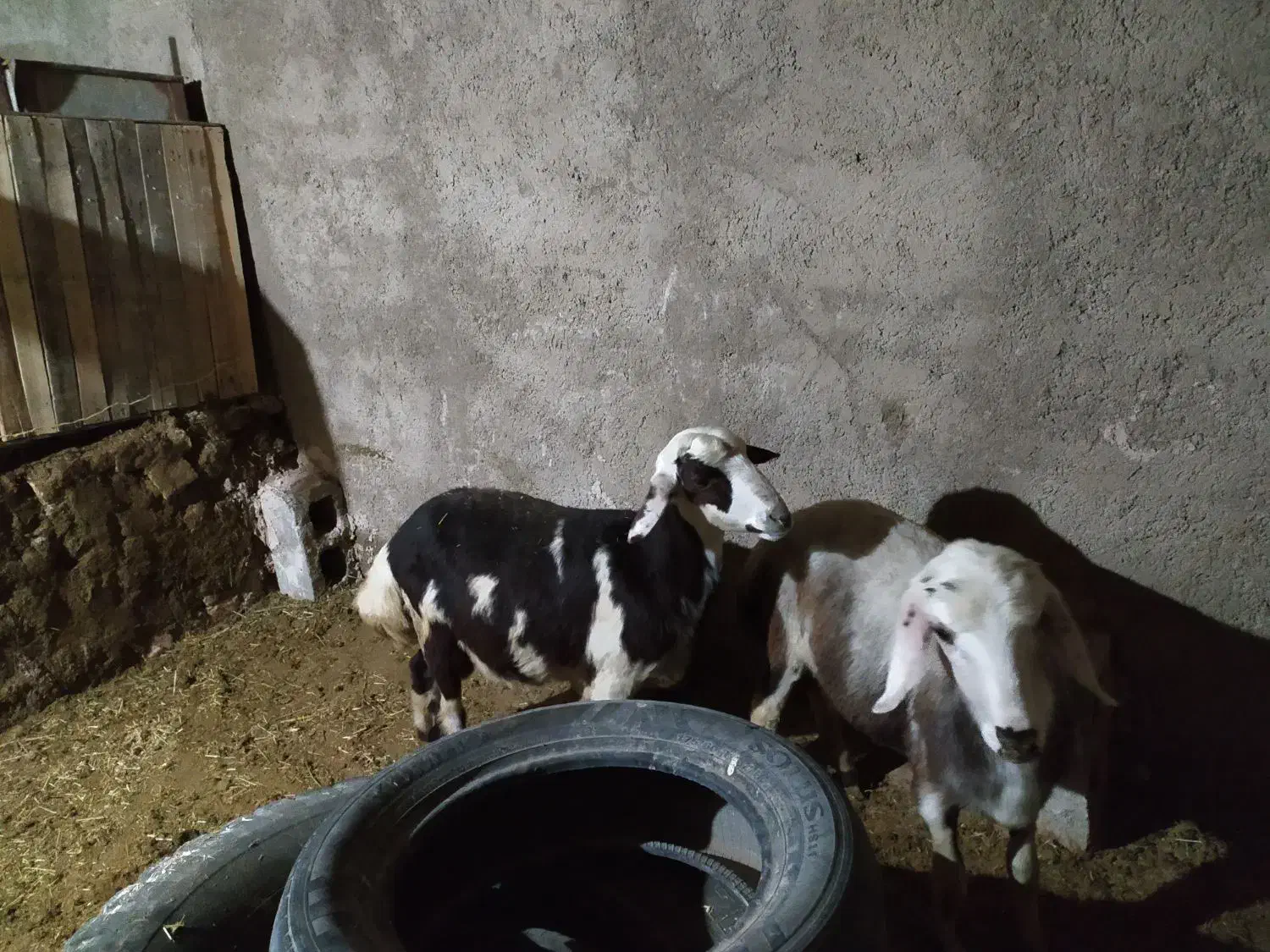 گوسفند افشار پلنگی|حیوانات مزرعه|کنگاور, |دیوار