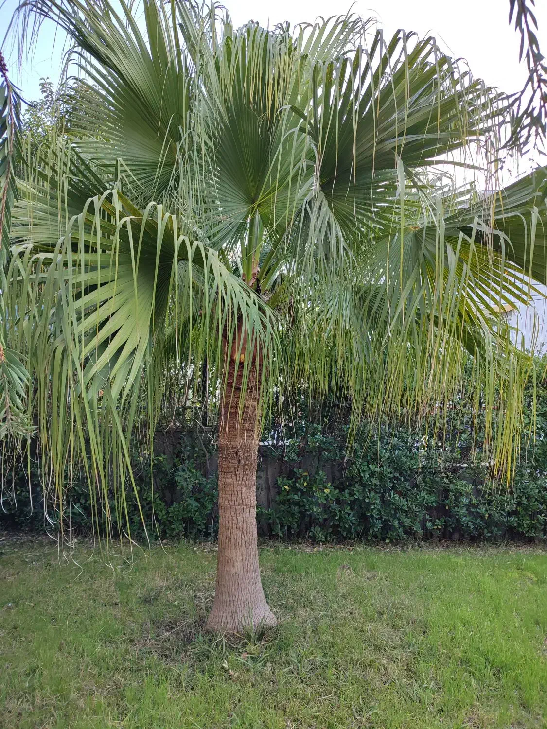 پالم فن چینی|گل و گیاه طبیعی|بندر انزلی, جزیره|دیوار