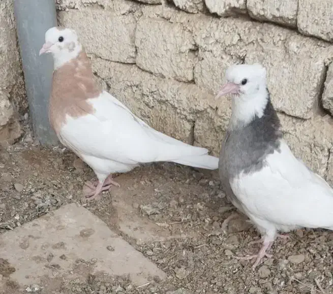 مغلف|پرنده|اسفرورین, |دیوار