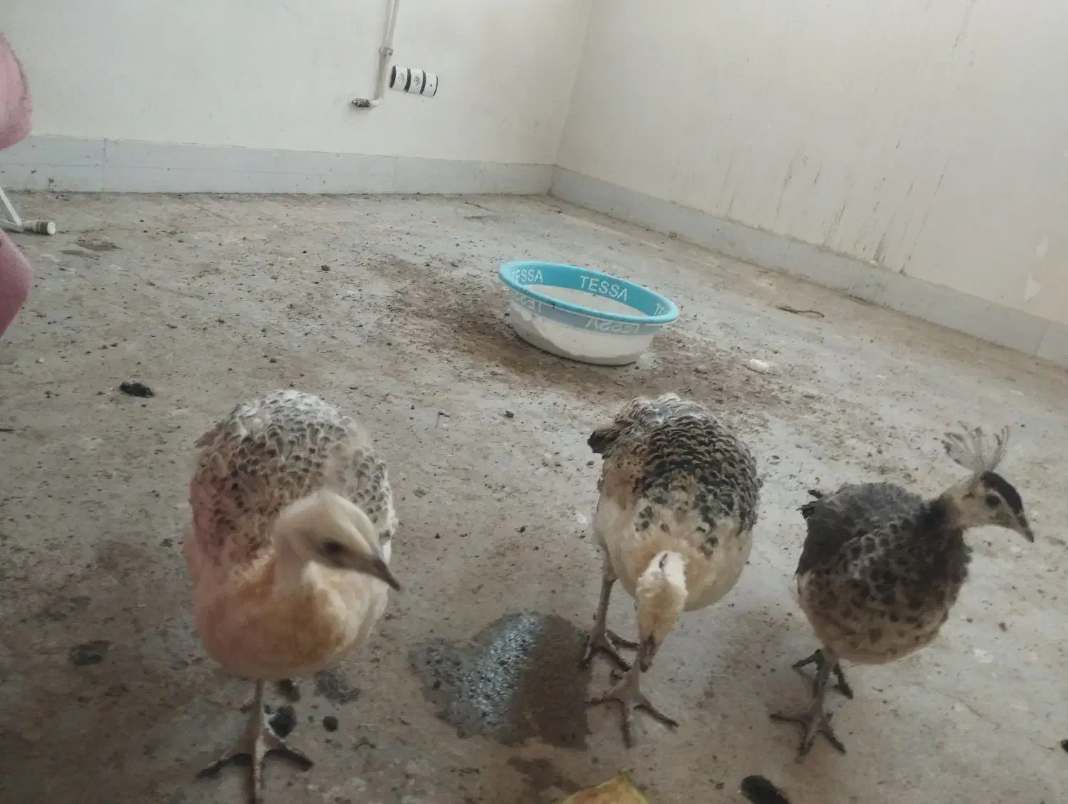 طاووس|پرنده|بیرجند, |دیوار