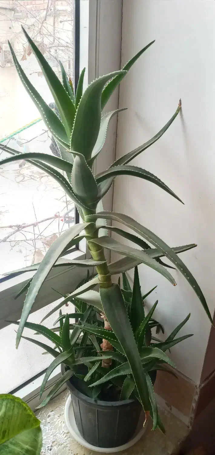 آلورا گل|گل مصنوعی|آذرشهر, |دیوار