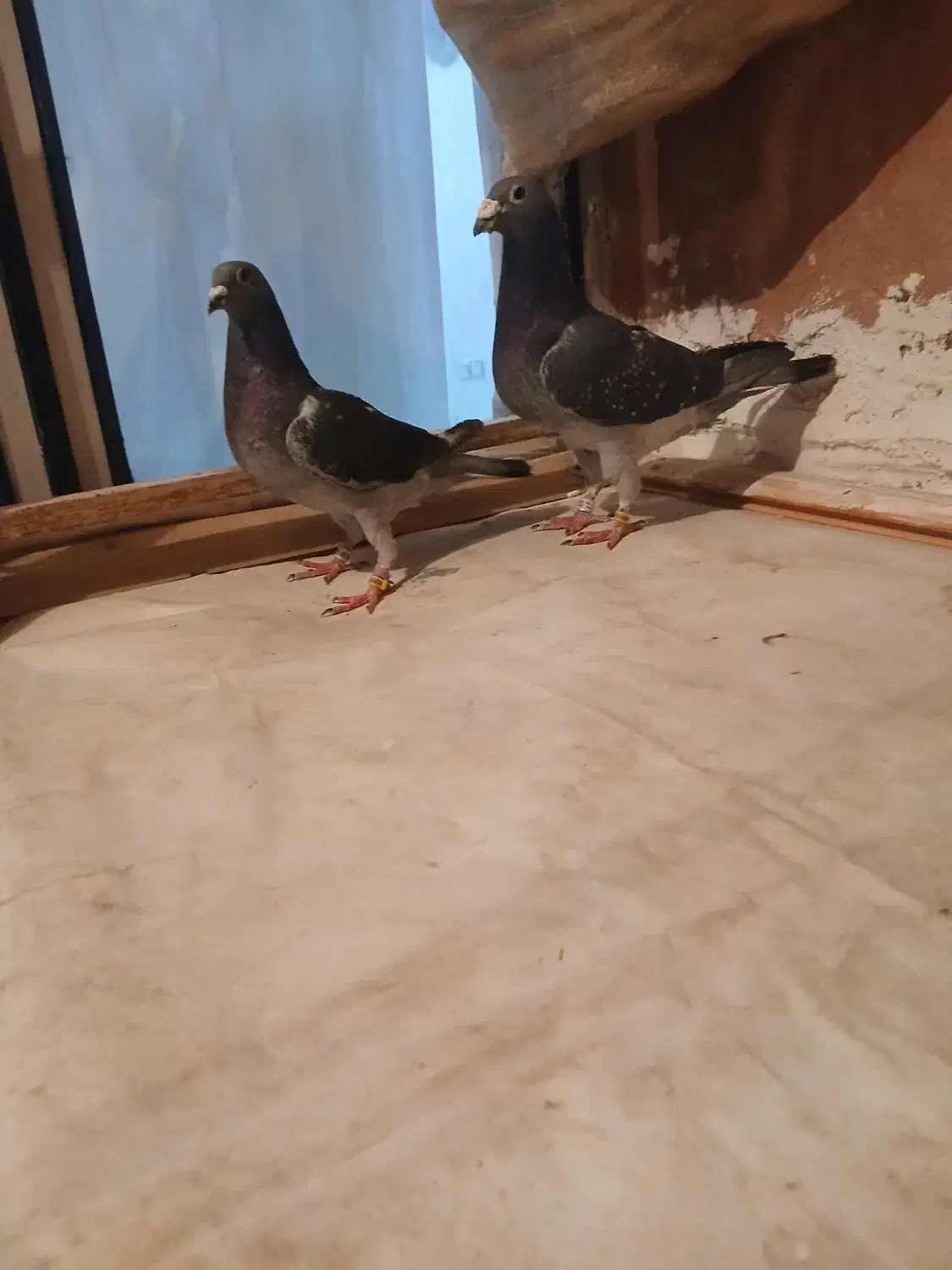 دوجفت عتیقه|پرنده|نیر (اردبیل), |دیوار