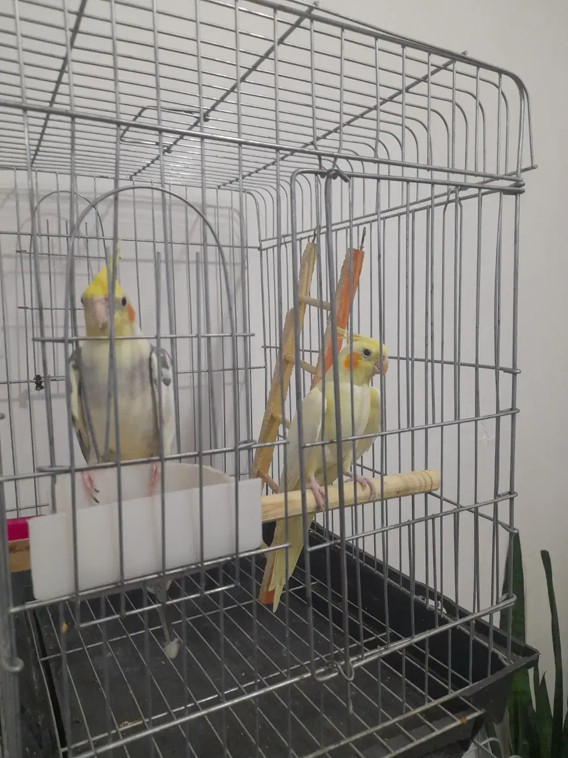 عروس هلندی|پرنده|ایوان, |دیوار