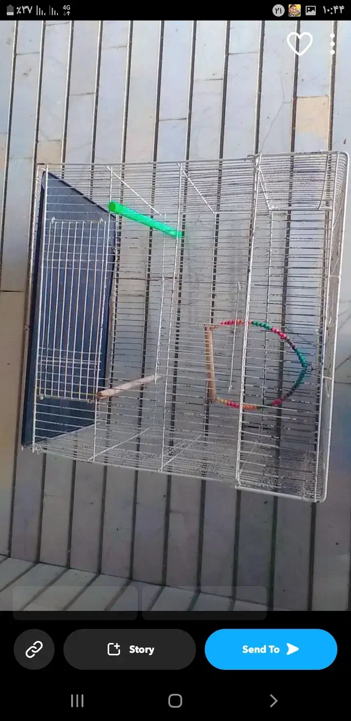 قفس عروس هلندی|لوازم جانبی حیوانات|شیراز, شهرک والفجر|دیوار