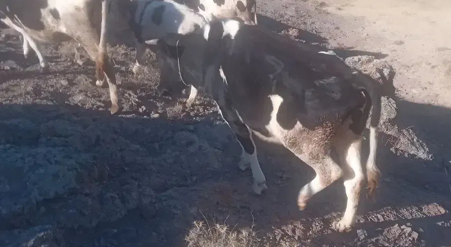 گوساله های ماده|حیوانات مزرعه|ارشق, |دیوار