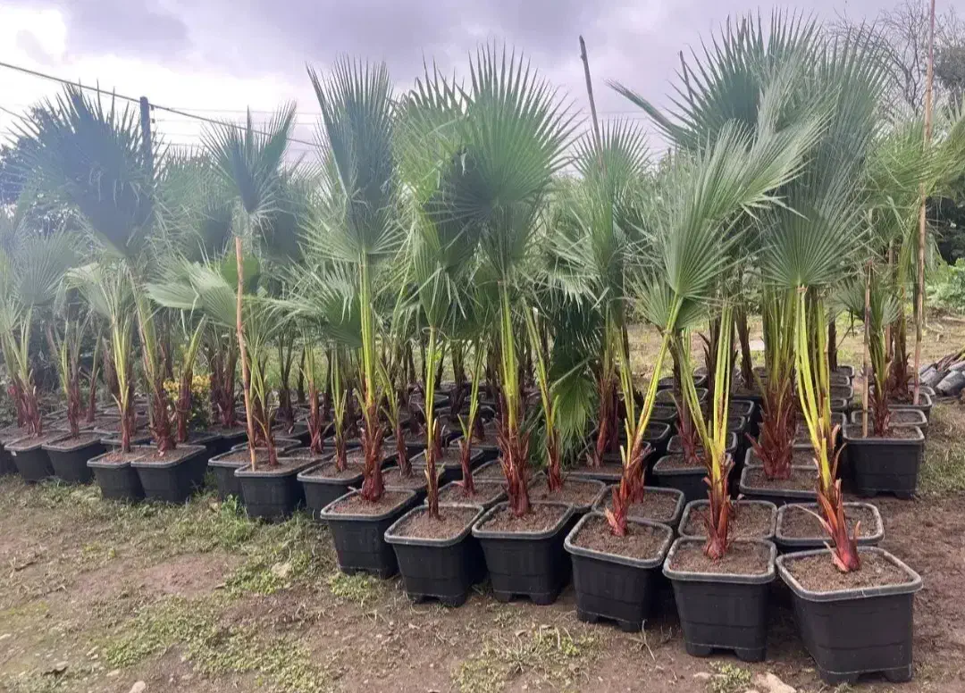 حراج پالم واشنگتن با ۳۰ درصد تخفیف|گل و گیاه طبیعی|اصفهان, اصفهانک|دیوار