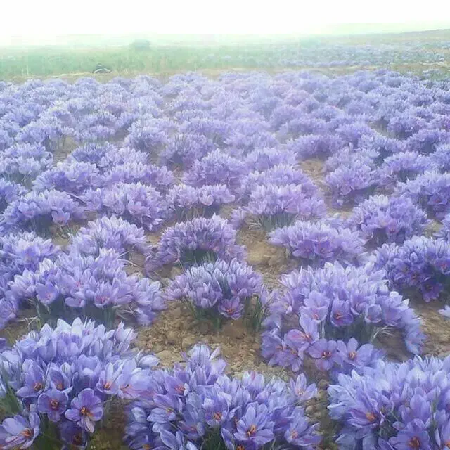 گل زعفران1950|خوردنی و آشامیدنی|سبزوار, شرق کال جنوبی (شمس آبادی)|دیوار