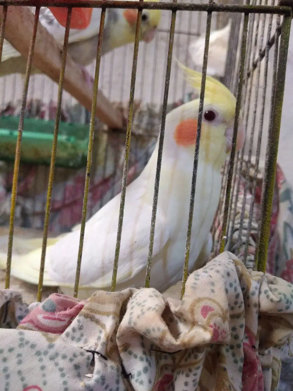 عروس هلندی نر|پرنده|بندر امام خمینی, |دیوار