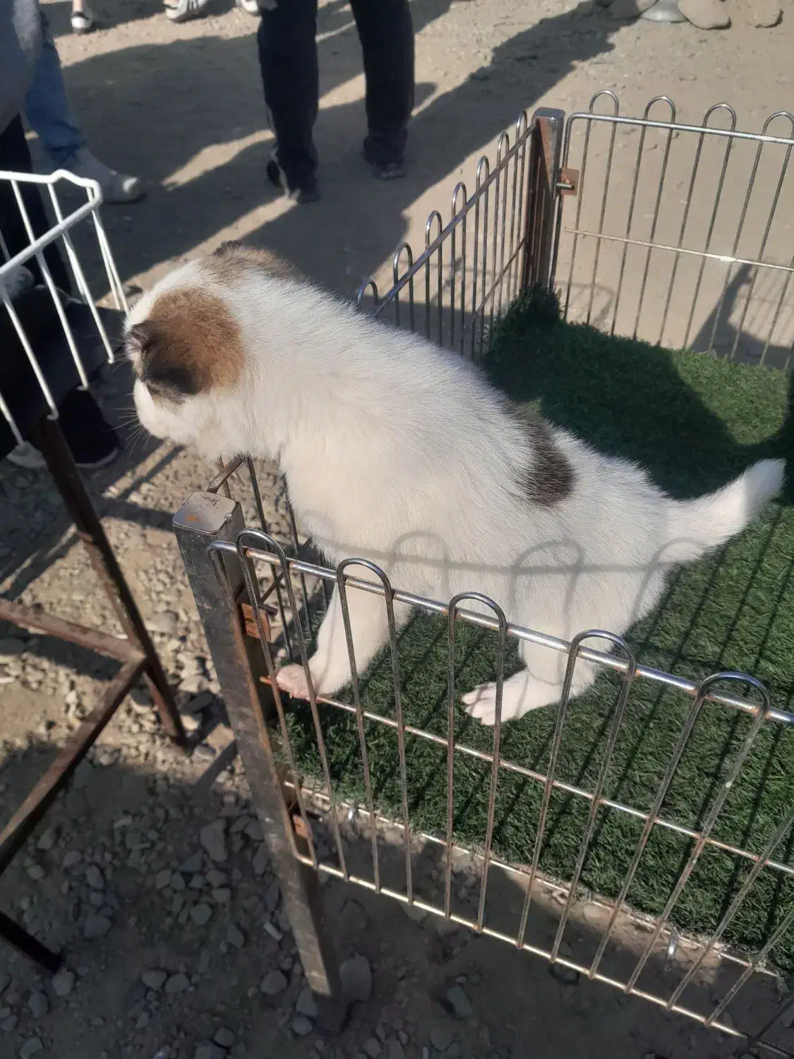 سگ‌ نگهبان نر ۲ تومن|سگ|تهران, خلیج فارس|دیوار