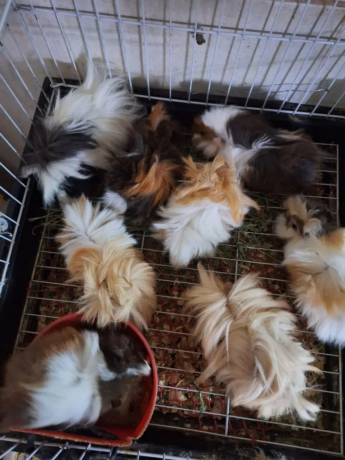 خوکچه هندی|موش و خرگوش|مشهد, فاطمیه|دیوار