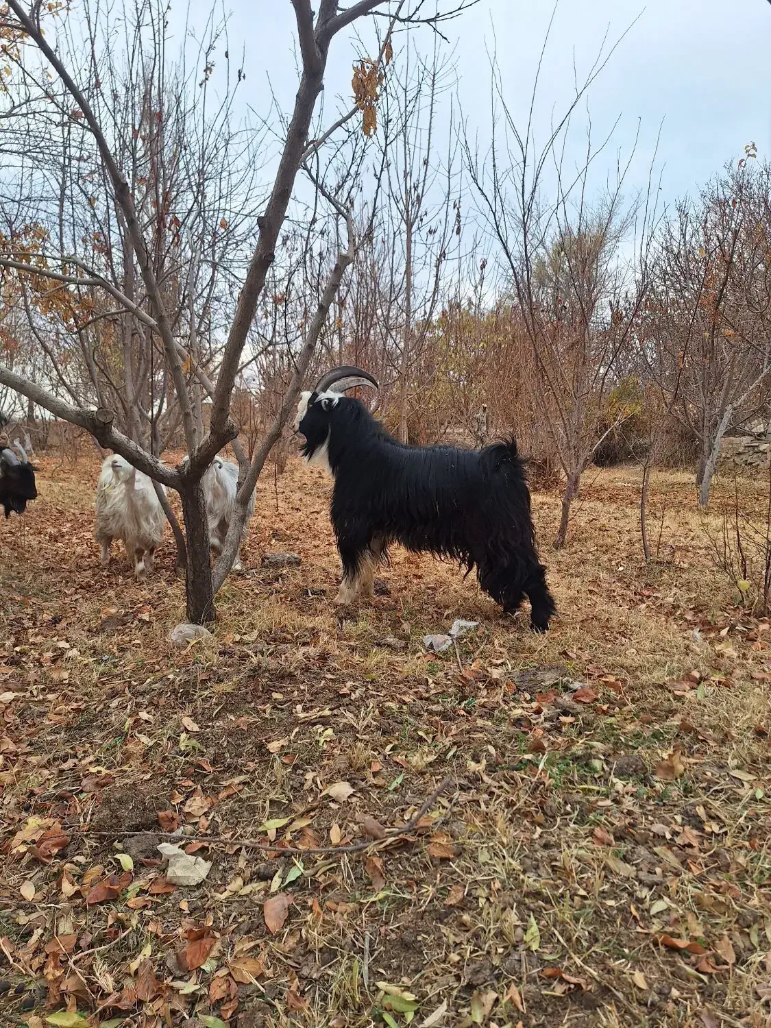 بزغاله دوبری شاخ انبر و بزغاله ماده پاکستانی|حیوانات مزرعه|مبارکه, |دیوار