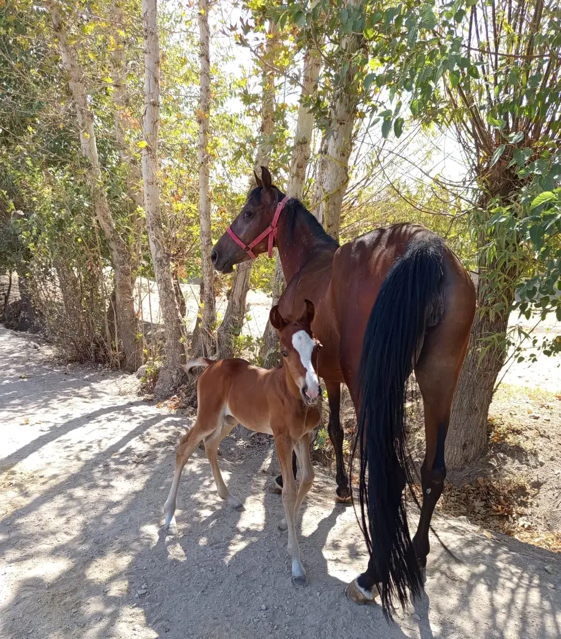 اسب|اسب و تجهیزات اسب‌سواری|اصفهان, ارداجی|دیوار