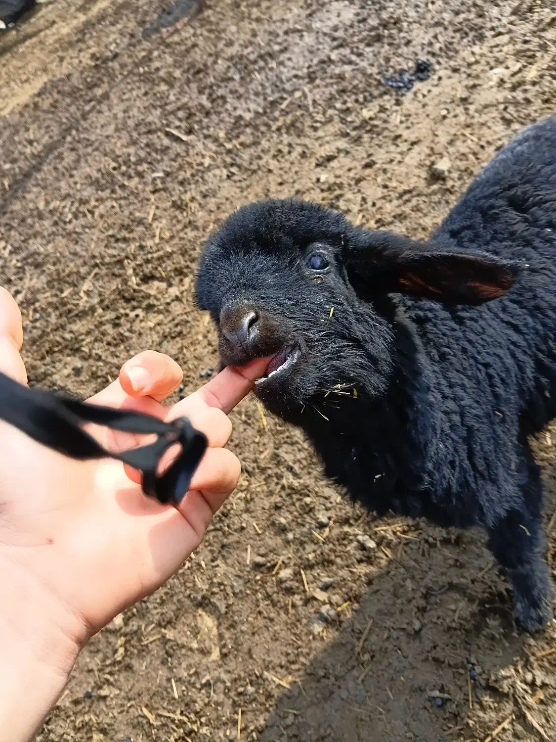 بره.میش.بز.بیگ|حیوانات مزرعه|دزفول, |دیوار