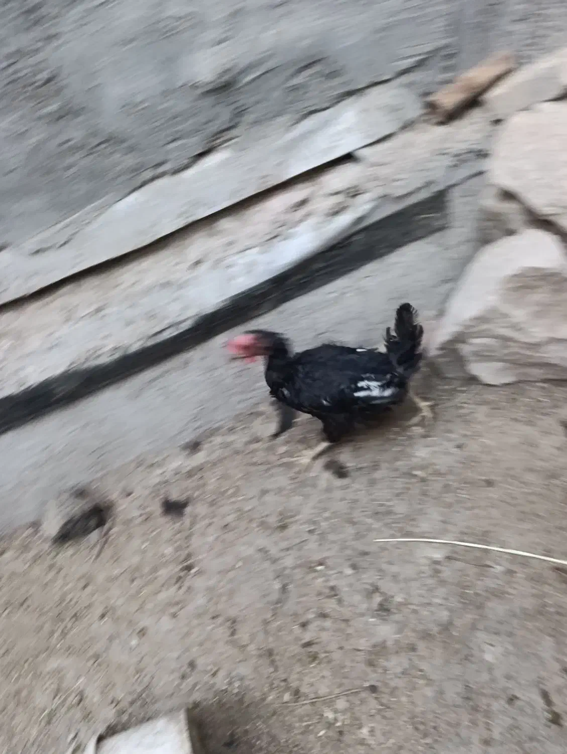 خروس و مرغ عربی اصل|حیوانات مزرعه|بندر امام خمینی, |دیوار