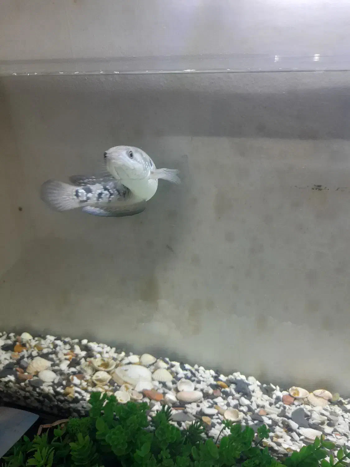 چانا آسیا با آکواریومش|ماهی|تهران, تهرانپارس شرقی|دیوار