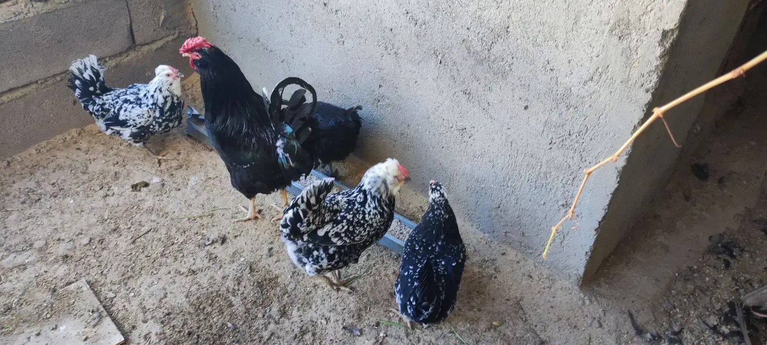 پرنده|حیوانات مزرعه|رزن, |دیوار