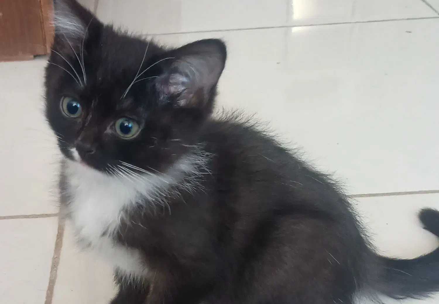 بچه گربه|گربه|حمیدیا, |دیوار