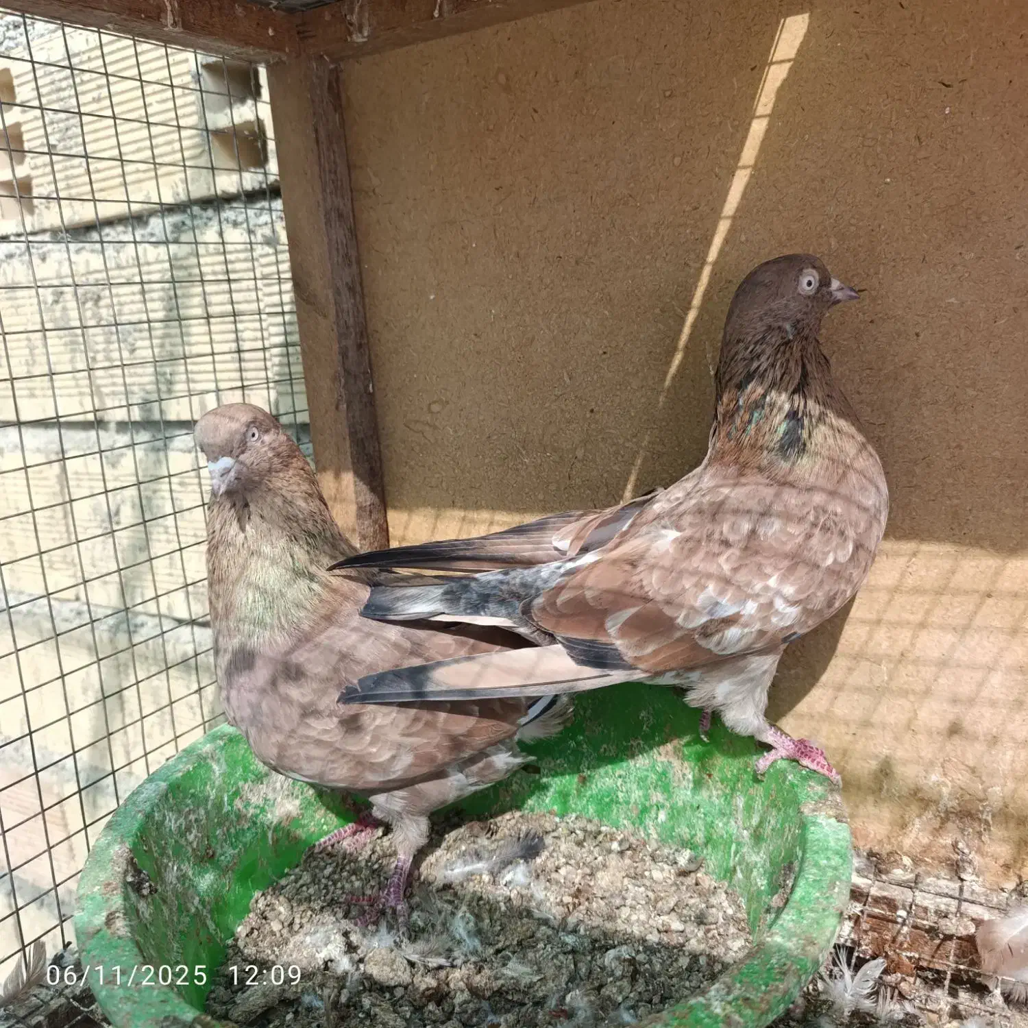 کبوترکلی|پرنده|بندر گناوه, |دیوار