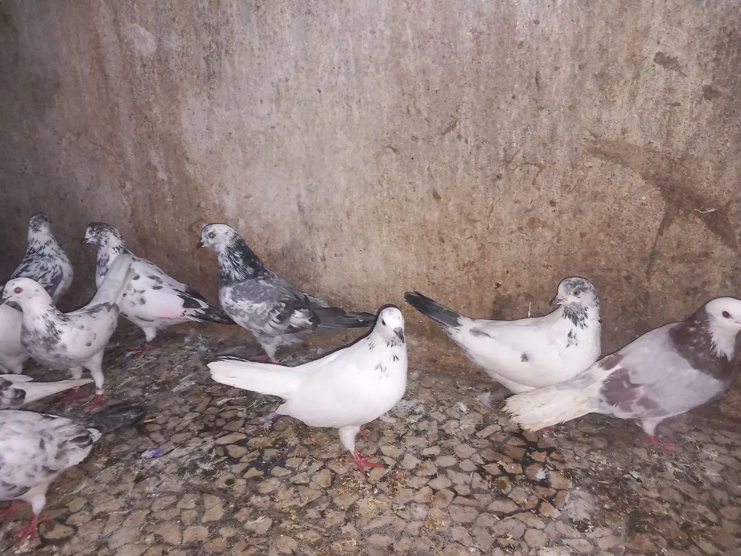 گنجه کبوتر قلمه براجوجه کشی|پرنده|محمودآباد, |دیوار