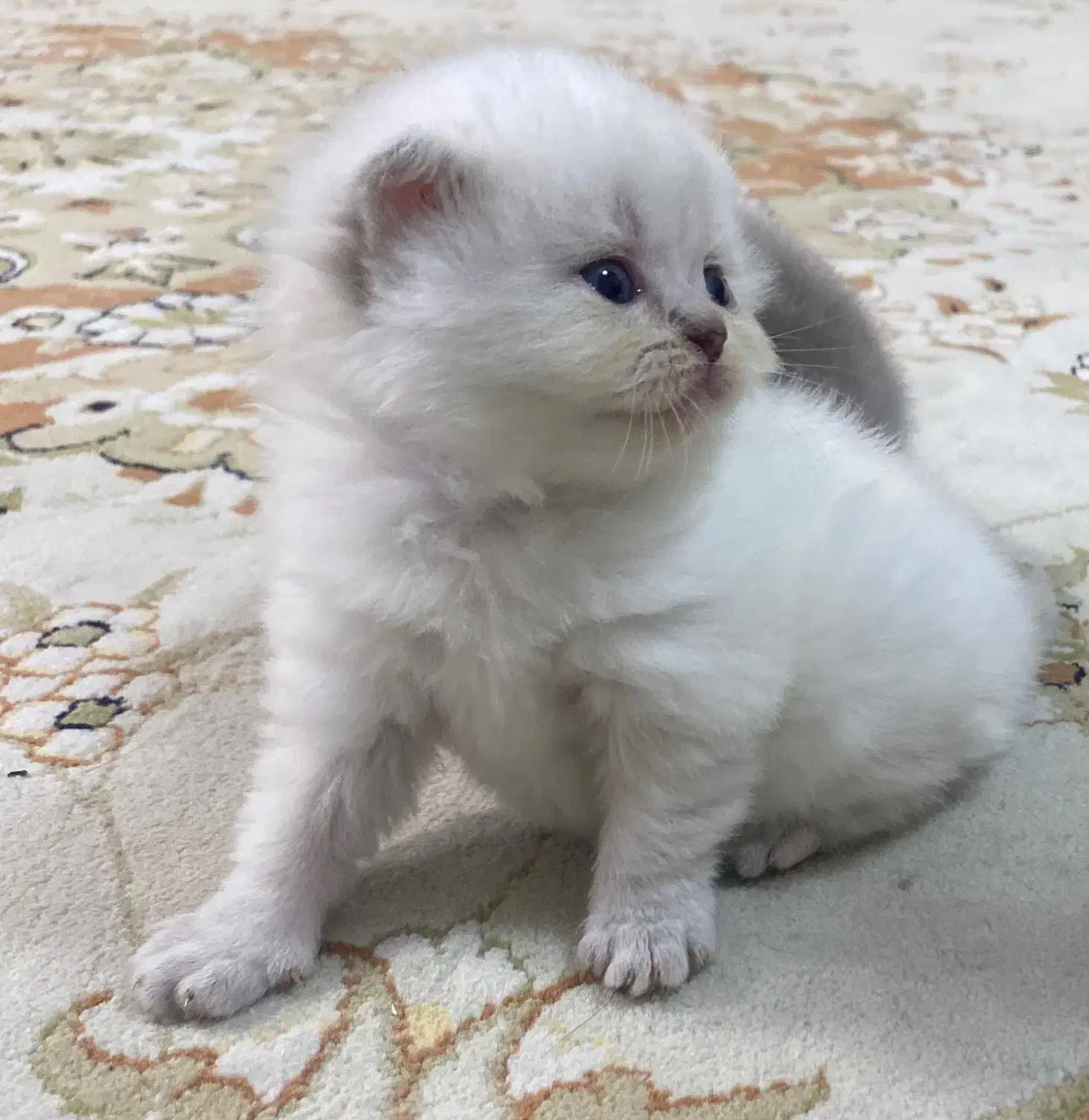 اسکاتیش|گربه|گرگان, |دیوار