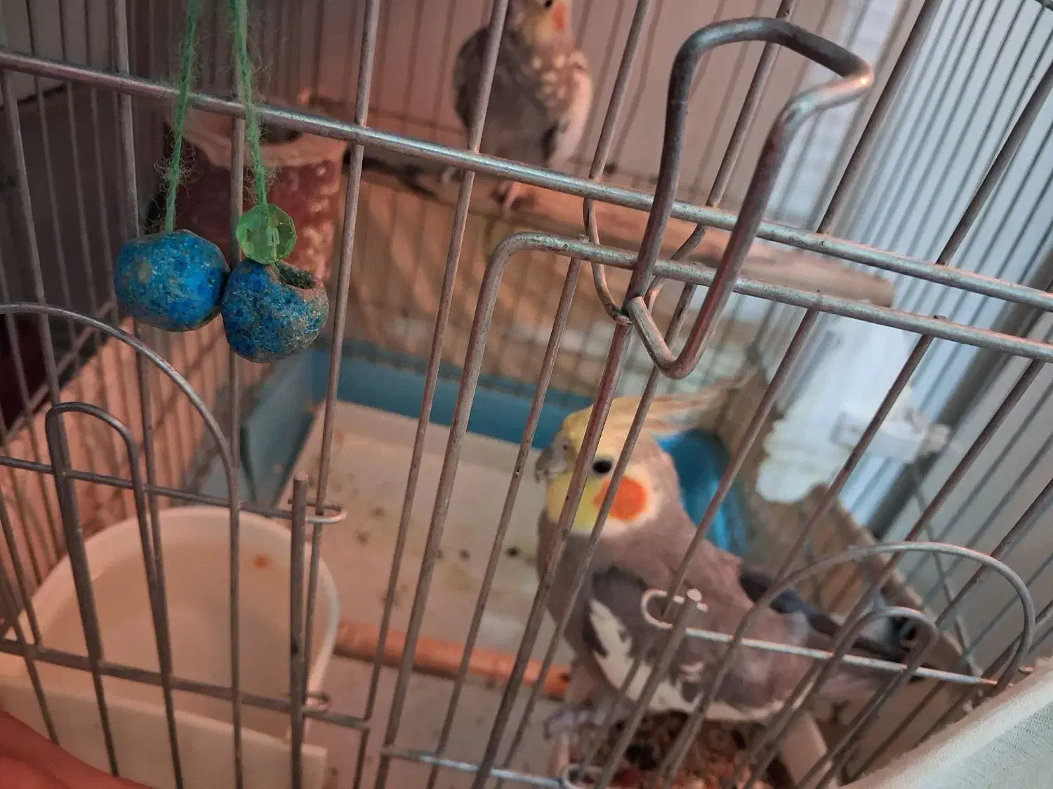 عروس هلندی مولد|پرنده|شمشک, |دیوار