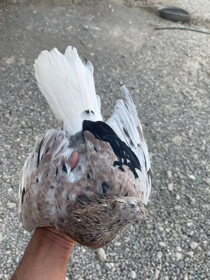 سرور دم سفید چاپ دار|پرنده|حسن آباد, |دیوار