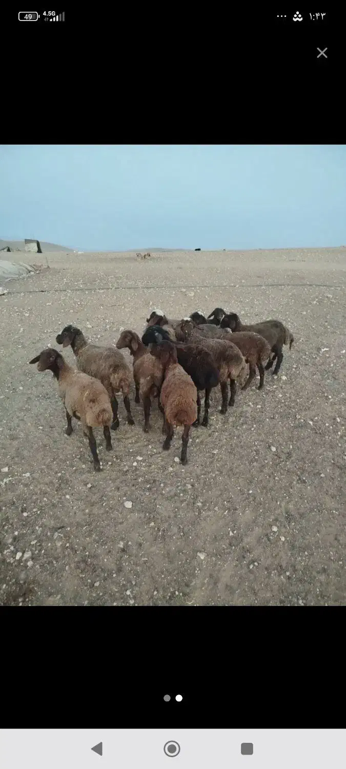 گوسفند افشاری و قزل|حیوانات مزرعه|بروجرد, |دیوار