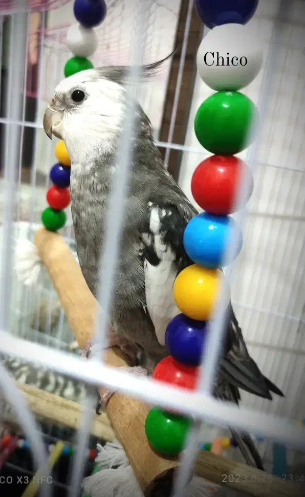 عروس هلندی جفت|پرنده|مشهد, شهرک مطهری|دیوار