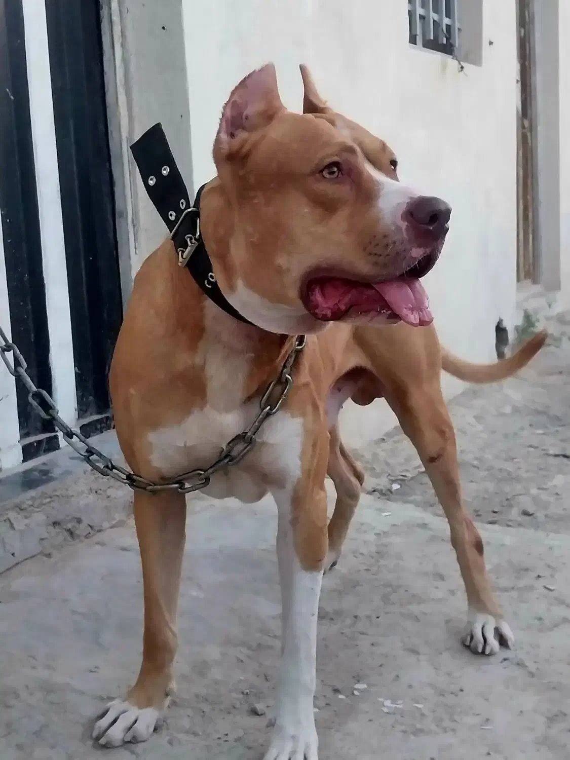 سگ پیتپول نر|سگ|تهران, مشیریه|دیوار