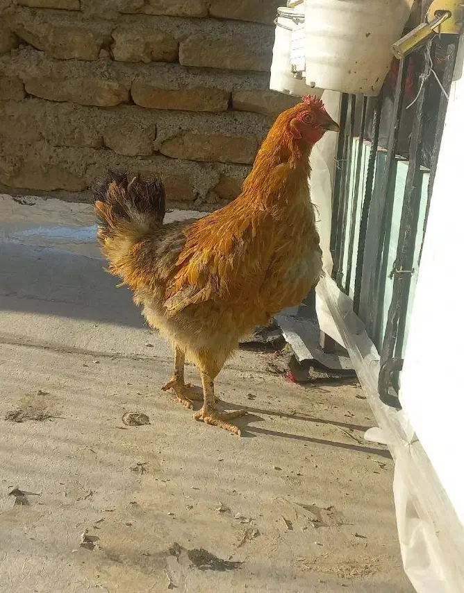 مرغ محلی|حیوانات مزرعه|مشکین‌دشت, |دیوار