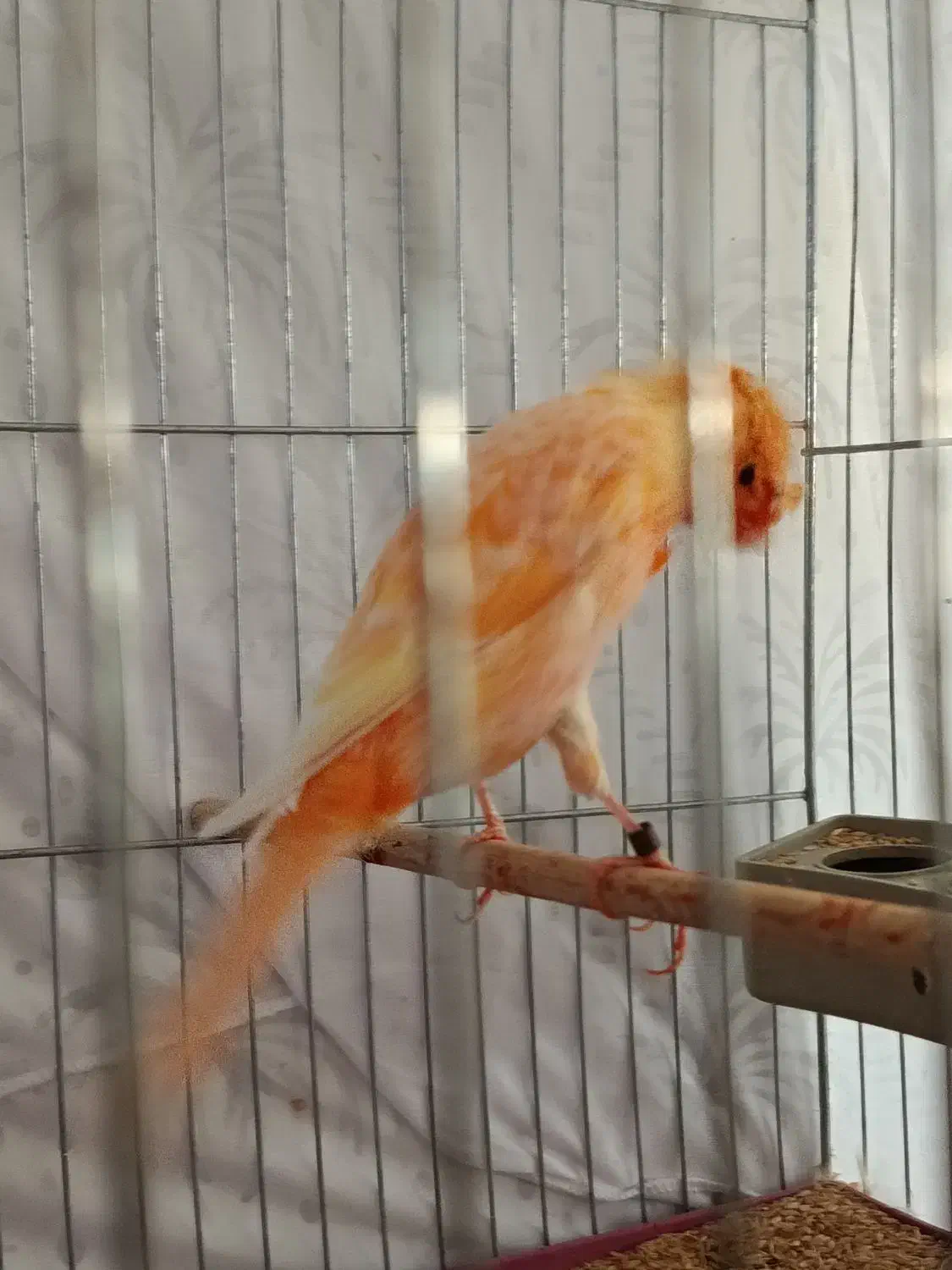 قناری سوپر سرخ کاکل|پرنده|گرمسار, |دیوار