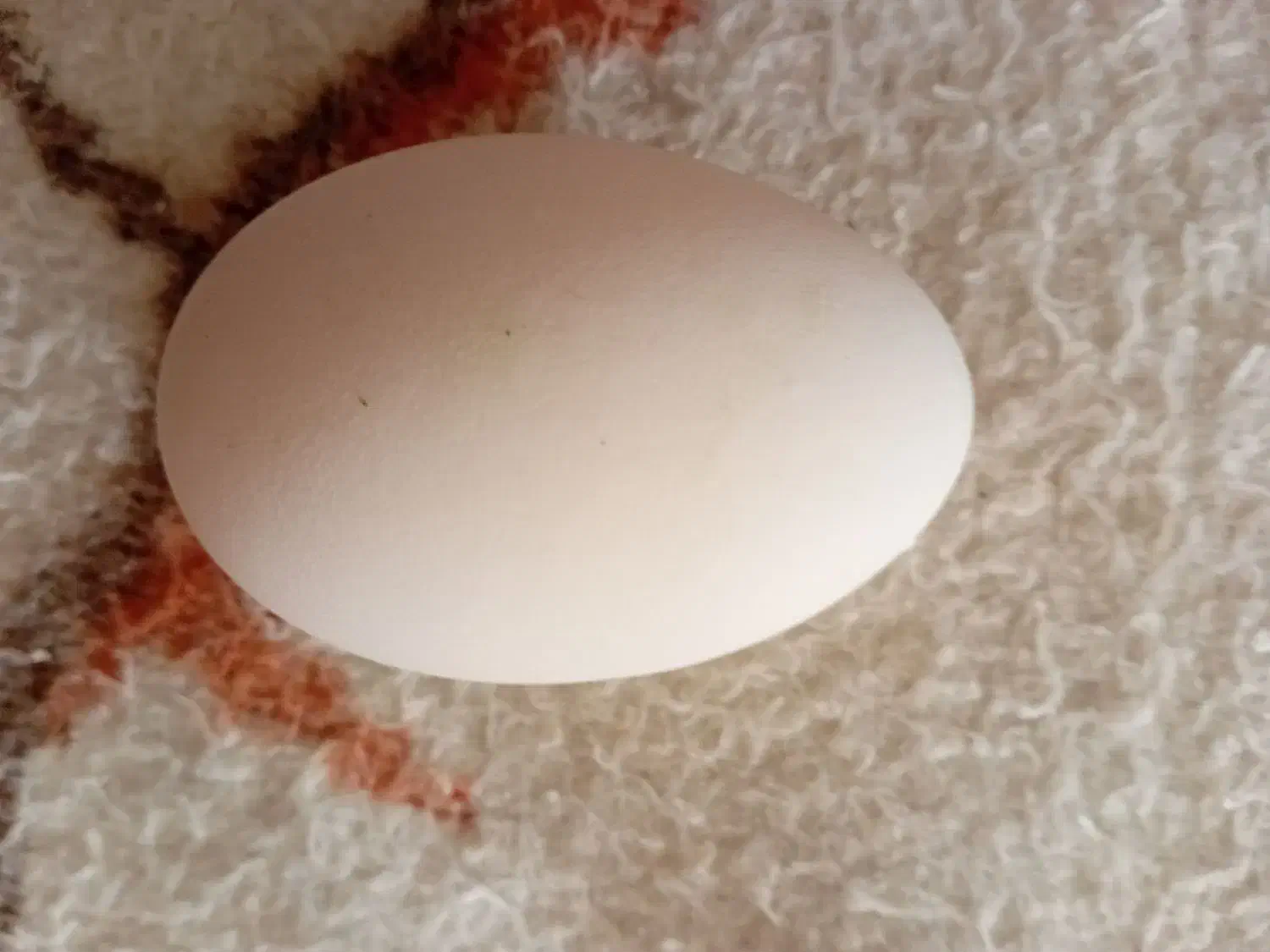 تخم غاز خوردنی|حیوانات مزرعه|مشگین شهر, |دیوار