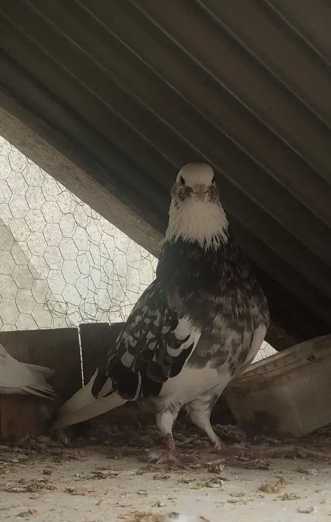 ۱۵ عدد کبوتر یکجا دونه ای ۳۵۰|پرنده|تهران, امیریه|دیوار