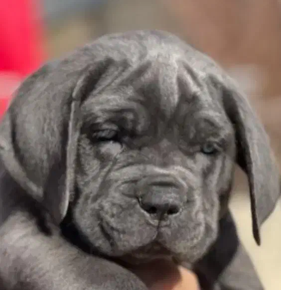 توله کنکورسو کن کورسو ماده بلو کیفیت فول|سگ|صفادشت, |دیوار