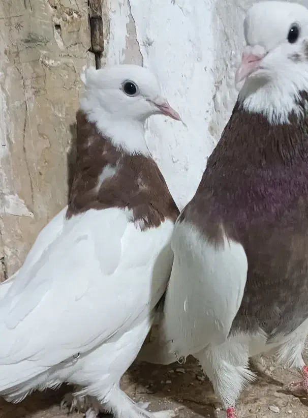 کبوتر|پرنده|سبزوار, قلعهنو دهزار|دیوار