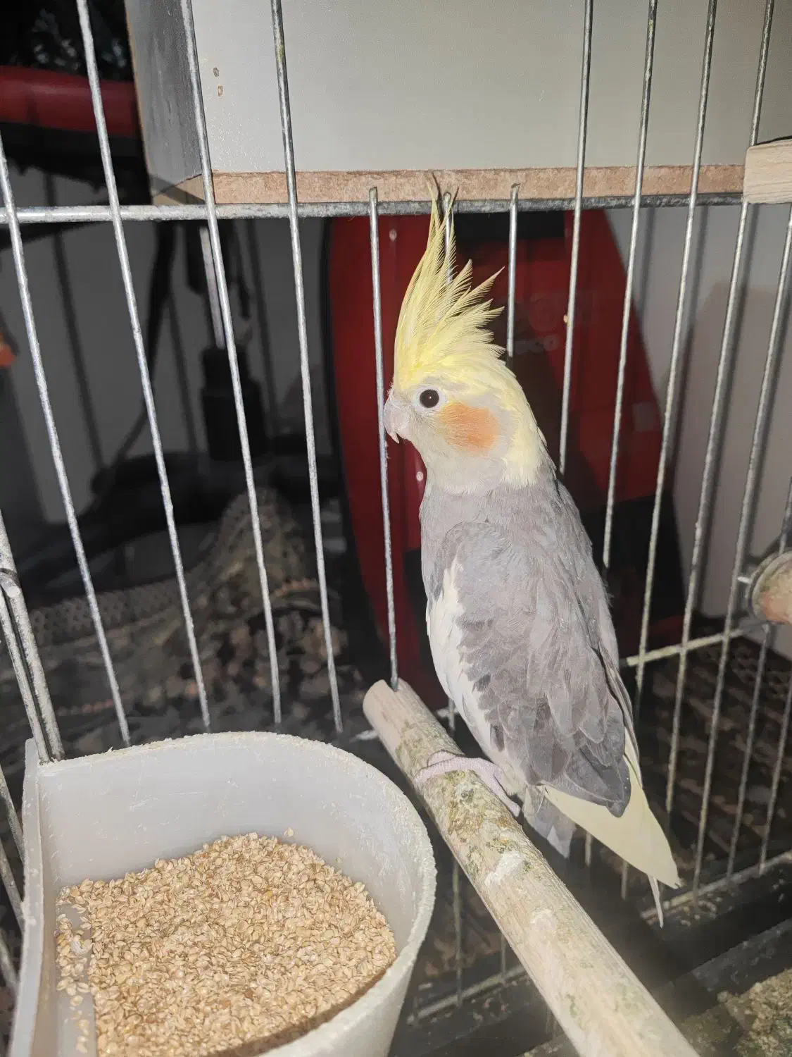 عروس هلندی|پرنده|نسیم‌شهر, |دیوار