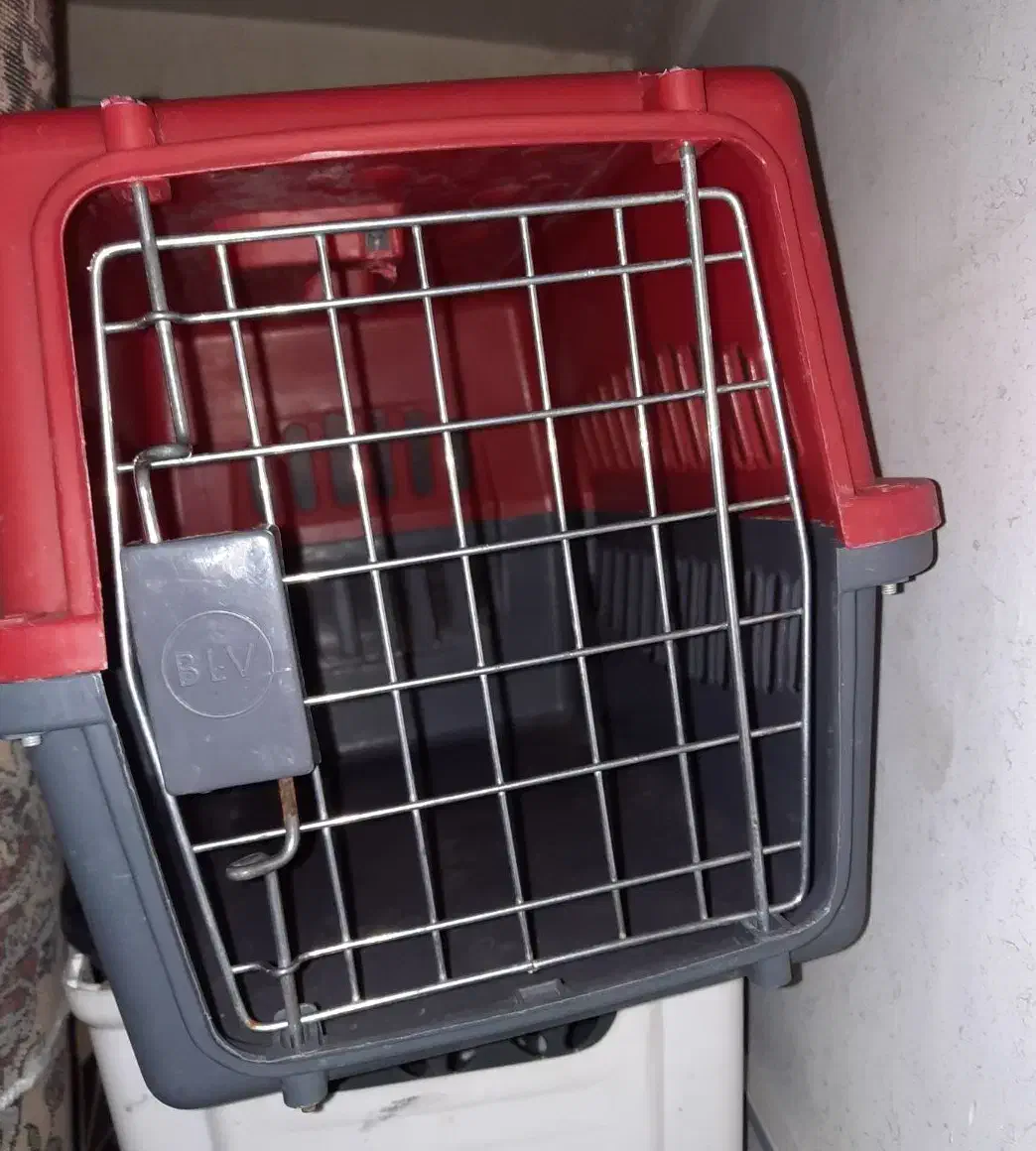 سگ پاکوتاه نژاد فیندو نر قیمت توافقی|سگ|اردبیل, |دیوار