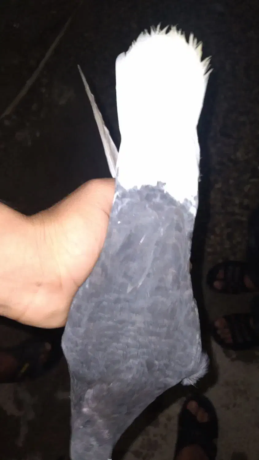 دم پاک|پرنده|گتوند, |دیوار