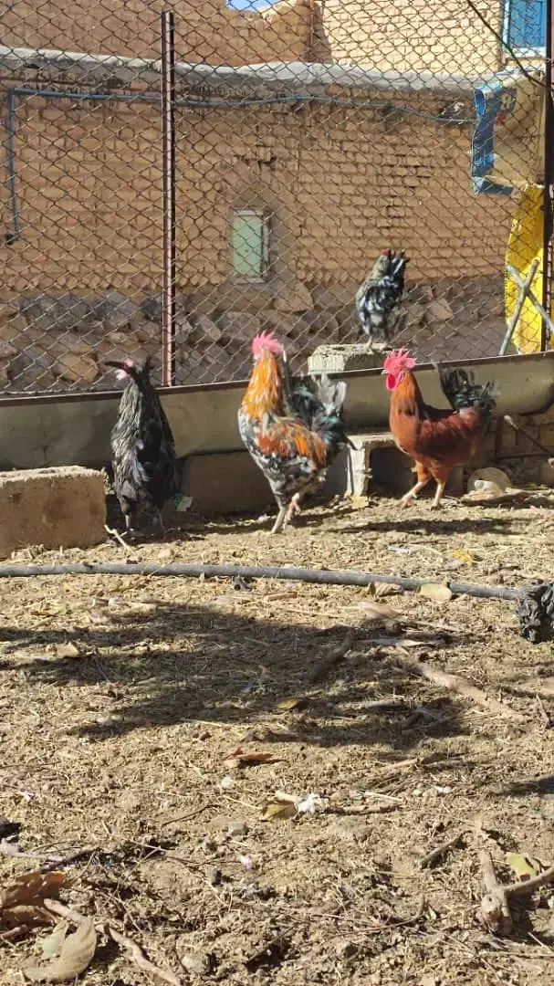 مرغ تخم گذار ۲۰عدد|حیوانات مزرعه|الیگودرز, |دیوار